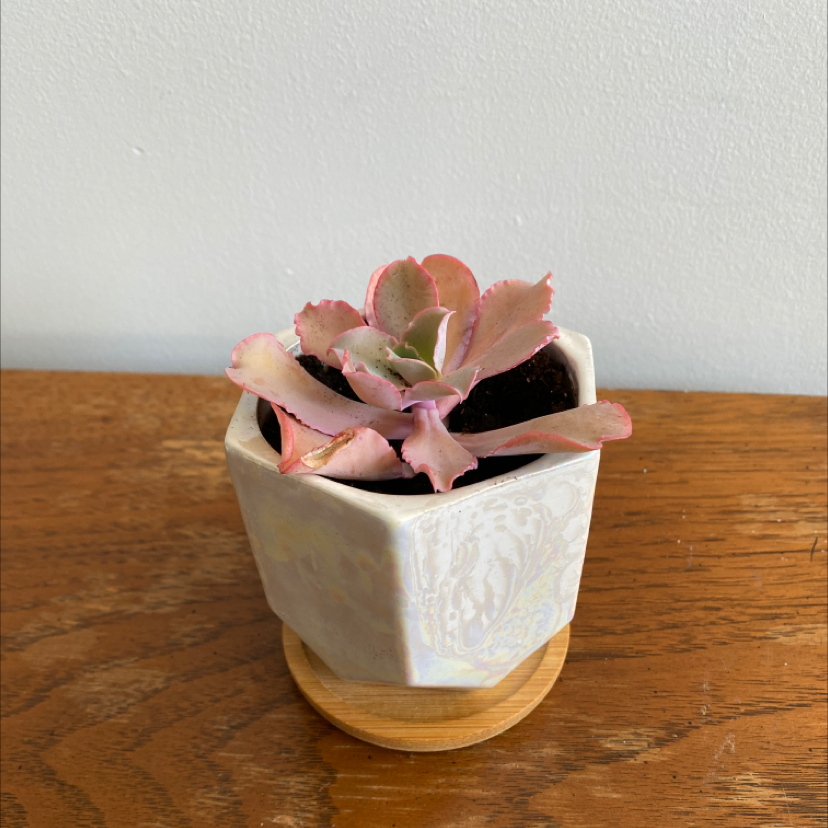 Photo of the plant species Echeveria Gibbiflora by @justshayla named Princess Peach on Greg, the plant care app