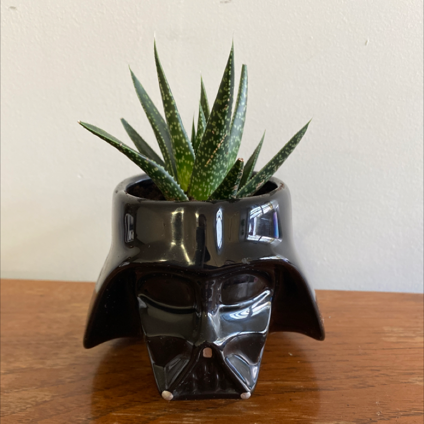 Photo of the plant species Gasteraloe 'Flow' by @justshayla named Vader on Greg, the plant care app