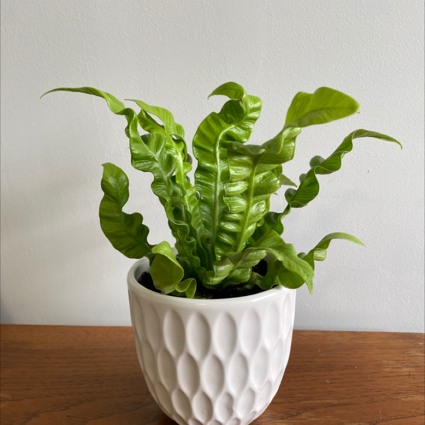 Photo of the plant species Hart's Tongue Fern by @justshayla named Rita on Greg, the plant care app
