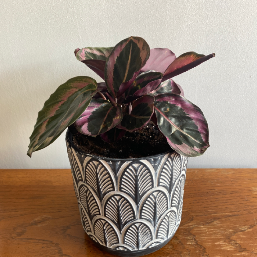Photo of the plant species Musk Brush by @justshayla named Jafar on Greg, the plant care app
