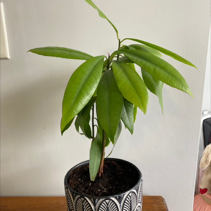 Shoebutton plant photo by @justshayla named Sherman on Greg, the plant care app.