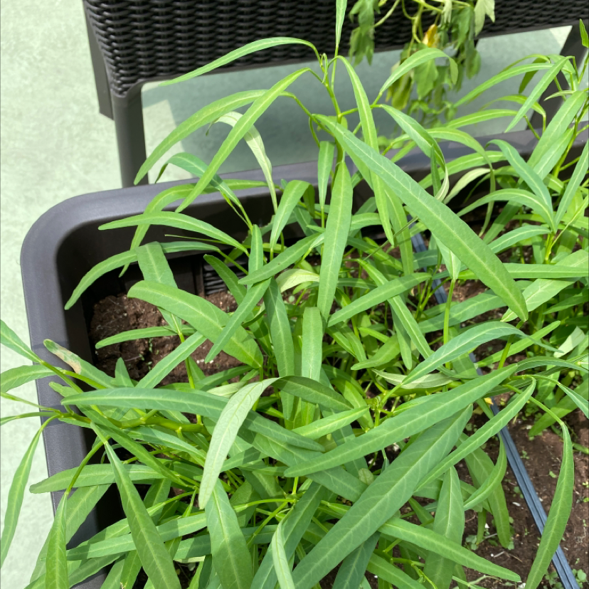 Mexican Bluebell plant with long, narrow green leaves in a rectangular planter.