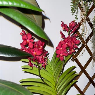Orchid plant in Kallang, Singapore