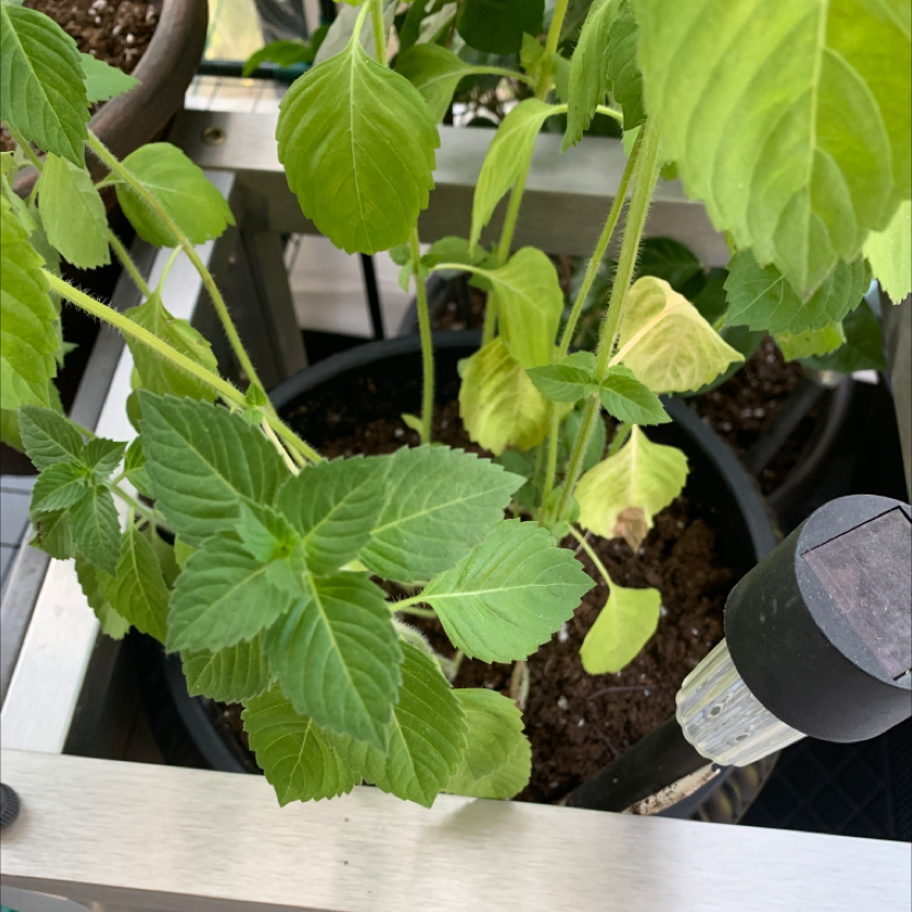 Holy Basil (Tulsi) plant with some yellowing leaves in a pot. Soil is visible.
