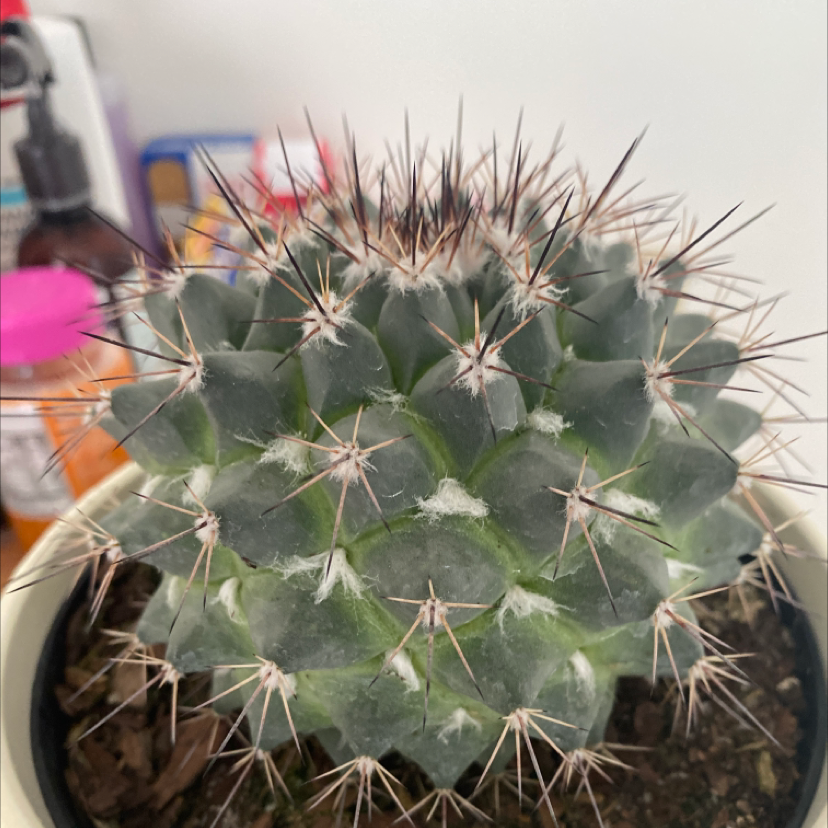 Photo of the plant species Mammillaria Melanocentra by Sabine named Your plant on Greg, the plant care app