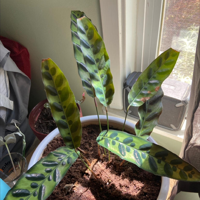 Rattlesnake Plant plant photo by Madison named Zeus on Greg, the plant care app.