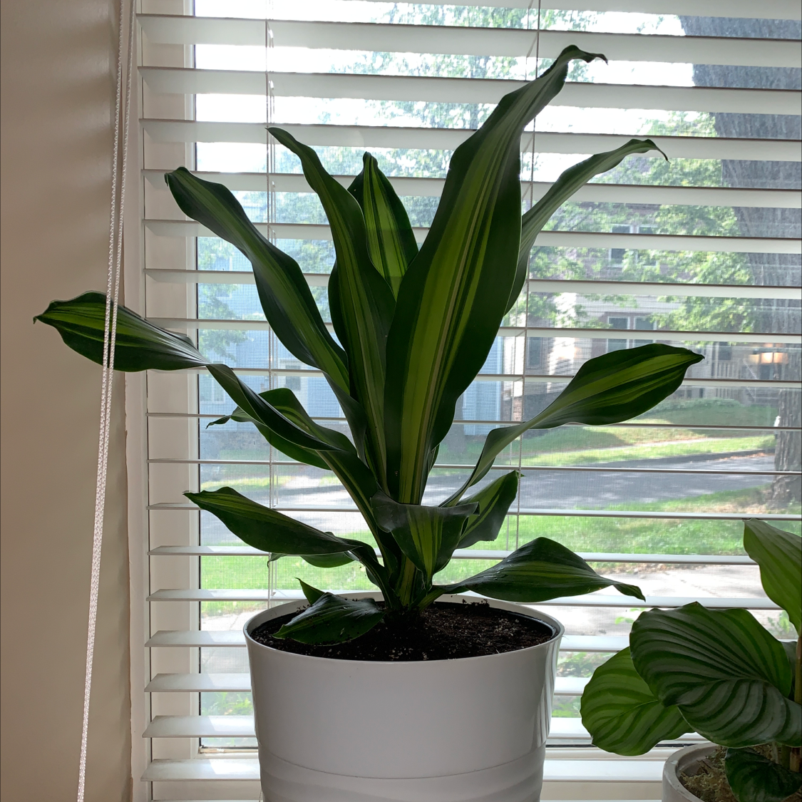 Dracaena 'Golden Heart' plant in a white pot near a window with blinds.
