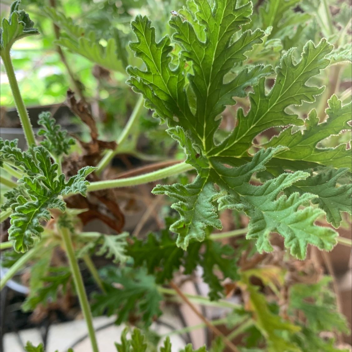 Hooded-Leaf Pelargonium with green, deeply lobed leaves, some showing browning.