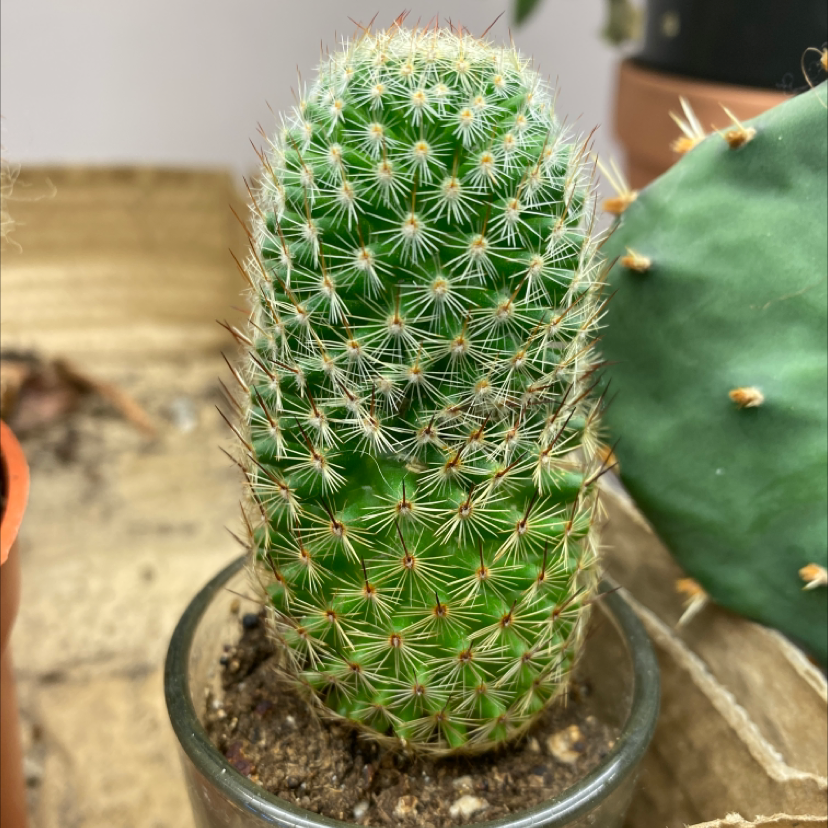 Healthy Mammillaria Haageana cactus in a small pot with another cactus in the background.