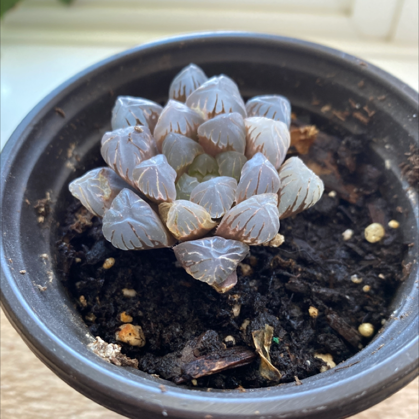 Haworthia cooperi plant in a small pot with visible soil.