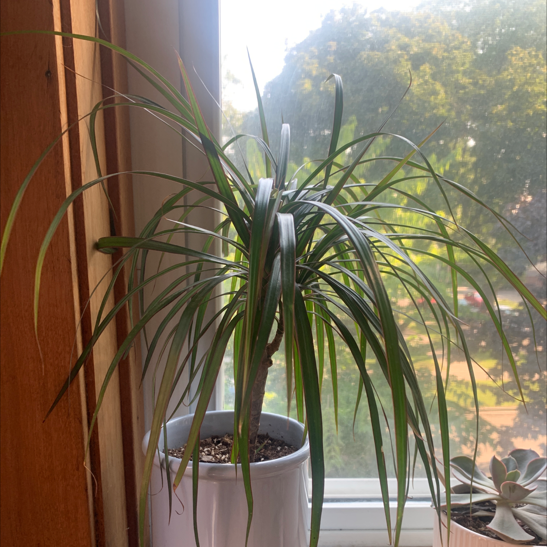 Cabbage Tree plant photo by Lakshmi named jennie on Greg, the plant care app.