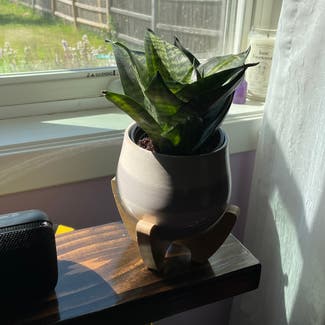 Snake Plant plant in Ames, Iowa