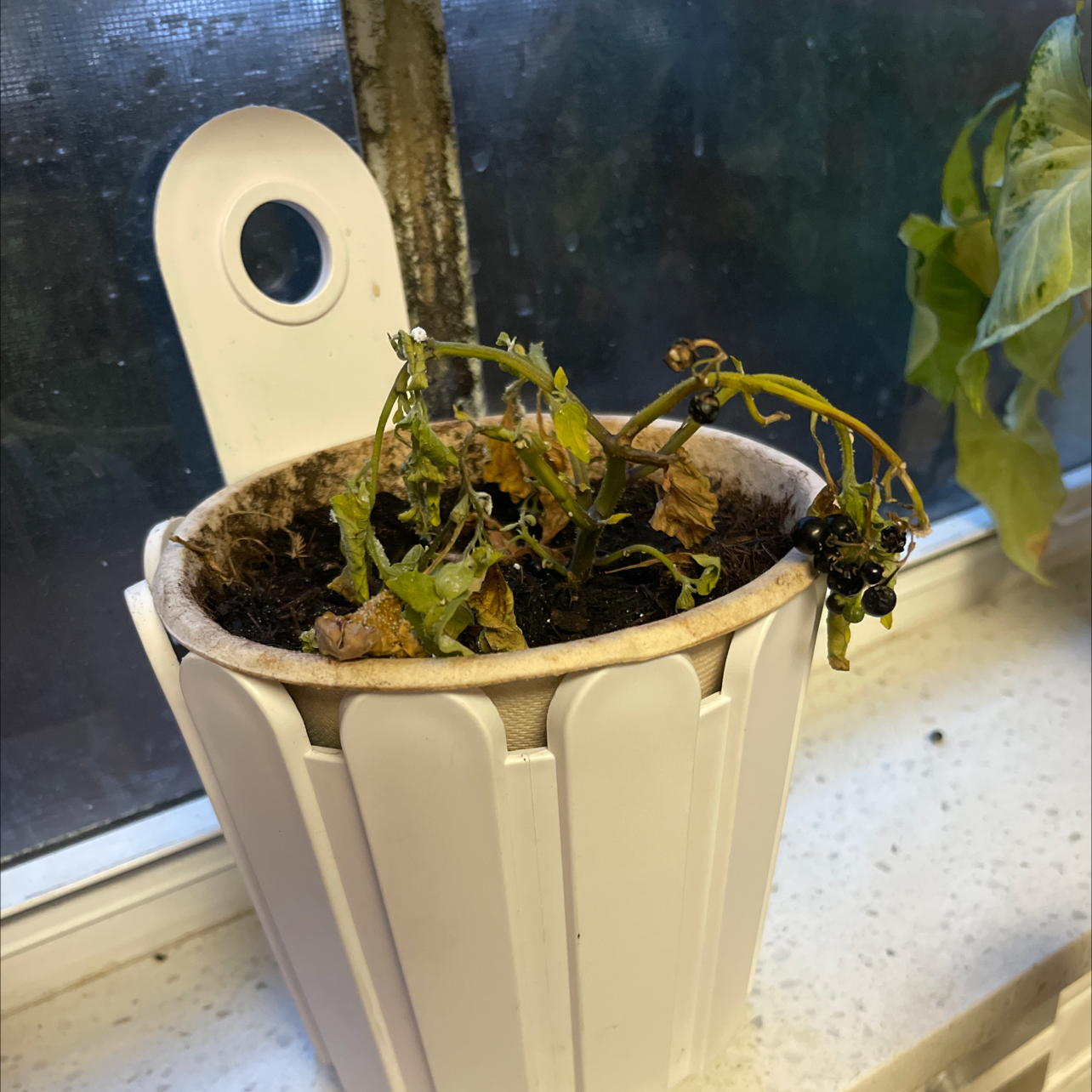Potted Black Nightshade plant with significant leaf discoloration and wilting.