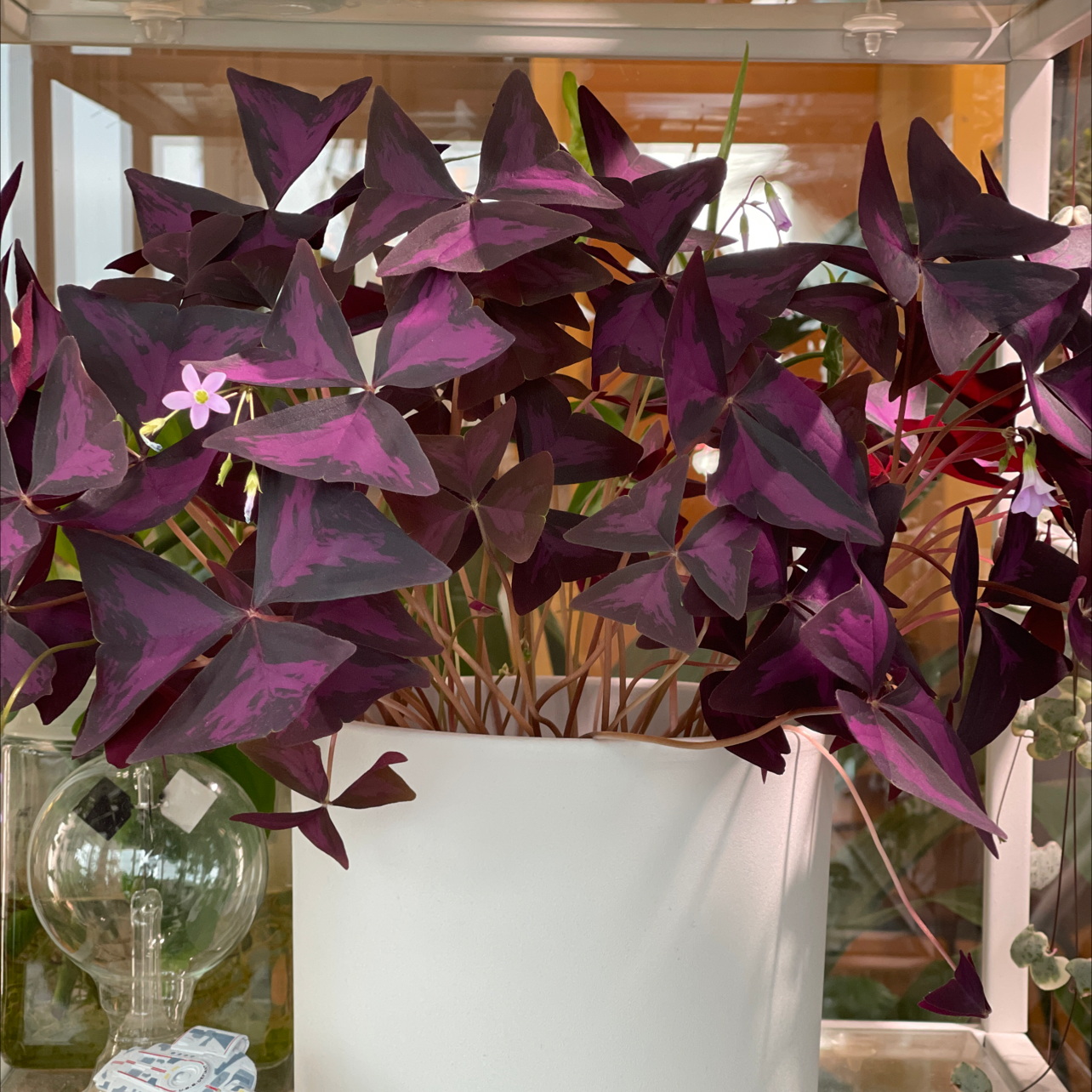 Purple Shamrocks plant photo by @houseplantjournal named Oxalis triangularis on Greg, the plant care app.
