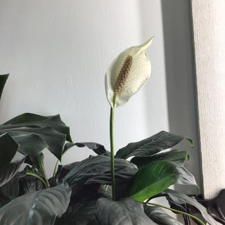 Peace Lily plant in Toronto, Ontario