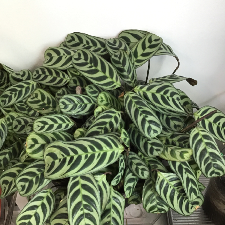 Healthy Fishbone Prayer Plant with lush green and white striped leaves in herringbone pattern, thriving in a hanging basket.