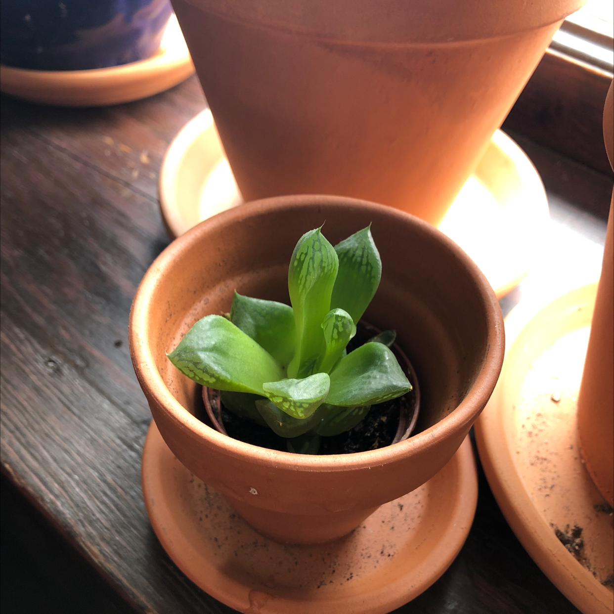 Haworthia cooperi plant in a terracotta pot, healthy green leaves, well-framed.