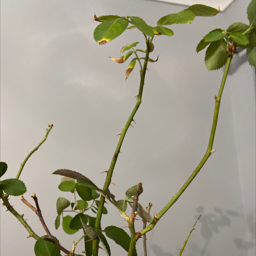 Photo of the plant species Miniature Rose by Amy named Rosie on Greg, the plant care app