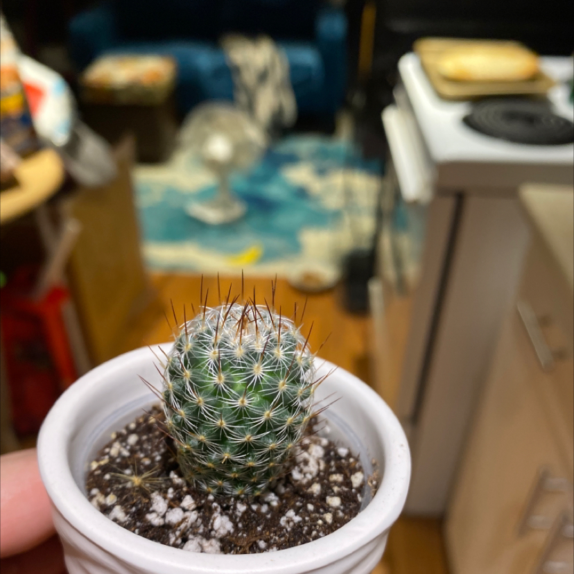Photo of the plant species Simpson Hedgehog Cactus by @Tatsmeow named Ronaldo on Greg, the plant care app