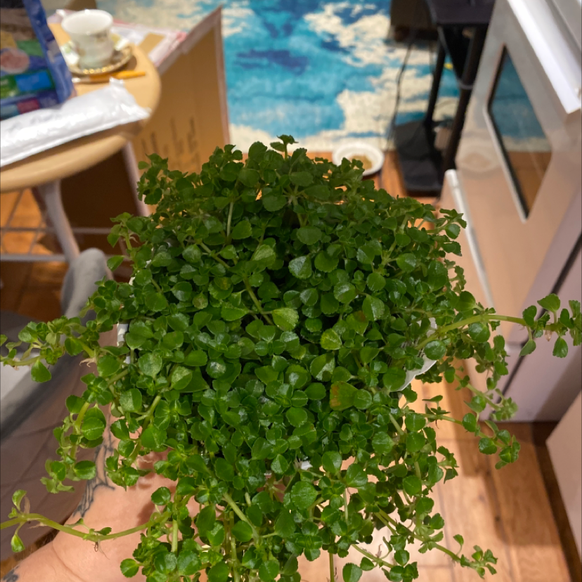 Photo of the plant species Pilea Baby Tears by @Tatsmeow named Cleopatra on Greg, the plant care app