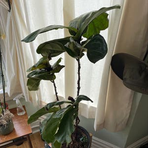 Fiddle Leaf Fig plant photo by Niket named Friends on Greg, the plant care app.