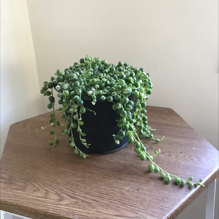 Photo of the plant species String of Pearls by @maia1324 named Green Pearl on Greg, the plant care app