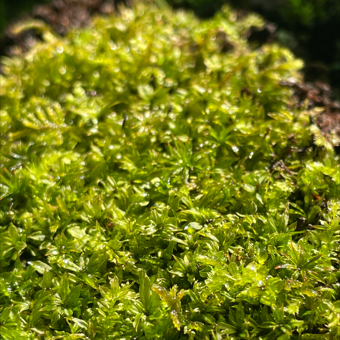 Photo of the plant species Rose Moss by Allison named Your plant on Greg, the plant care app