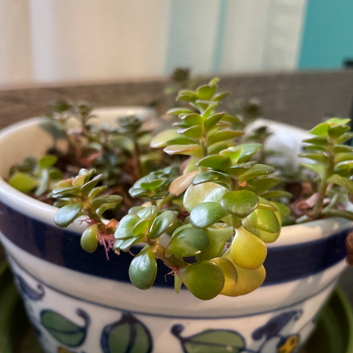 Potted Chinese Sedum plant with some yellowing leaves in a decorative pot.