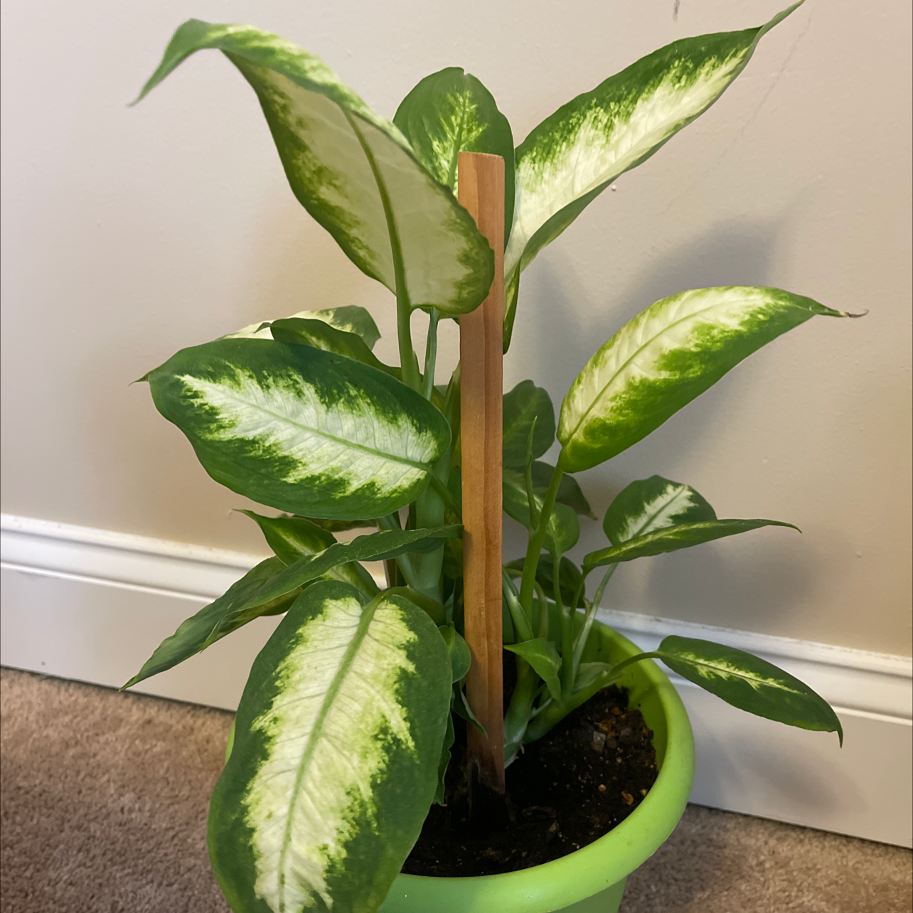 Photo of the plant species Dieffenbachia 'Camille' by @madisencamyll named Luna on Greg, the plant care app