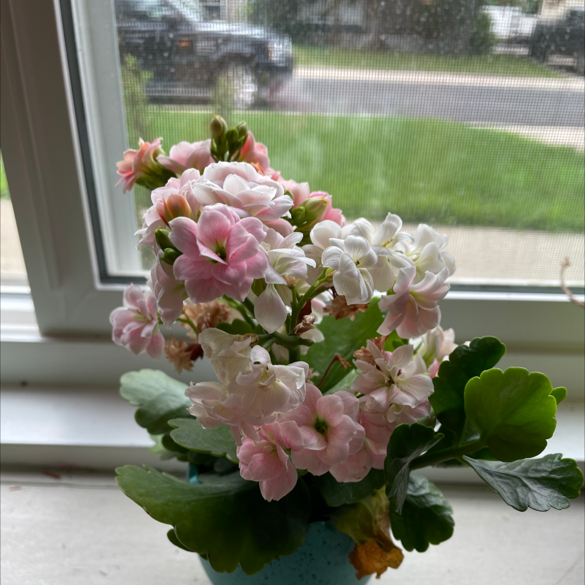 Florist Kalanchoe plant photo by @Pyperfiske named Ella on Greg, the plant care app.