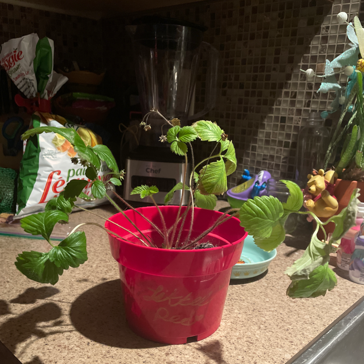 Mock Strawberry plant photo by @Pyperfiske named Little Red on Greg, the plant care app.