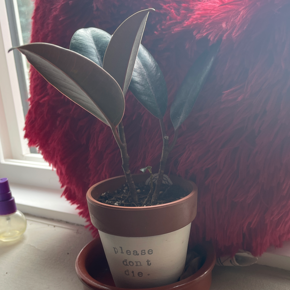Rubber Plant plant photo by @Pyperfiske named Kabrey on Greg, the plant care app.