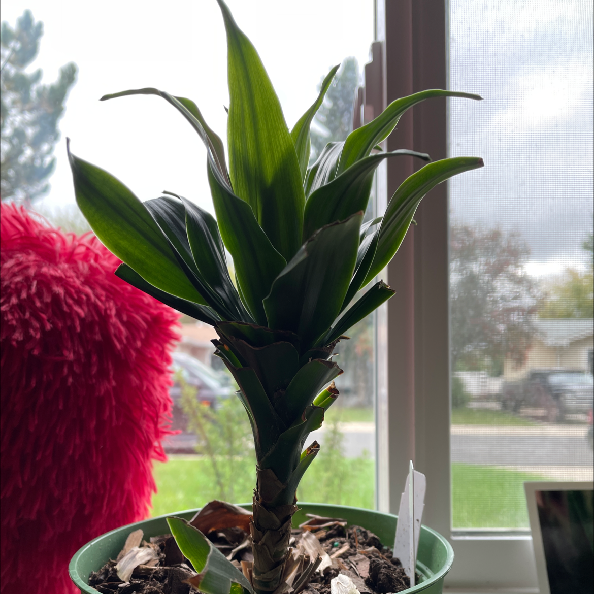 Cornstalk Dracaena plant photo by @Pyperfiske named Misty on Greg, the plant care app.