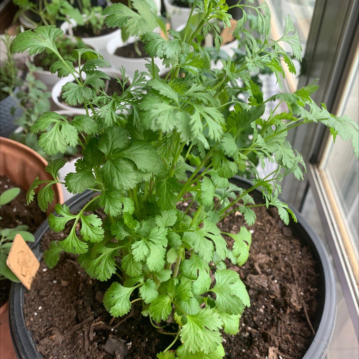 💧 Why Are My Coriander Leaves Droopy?