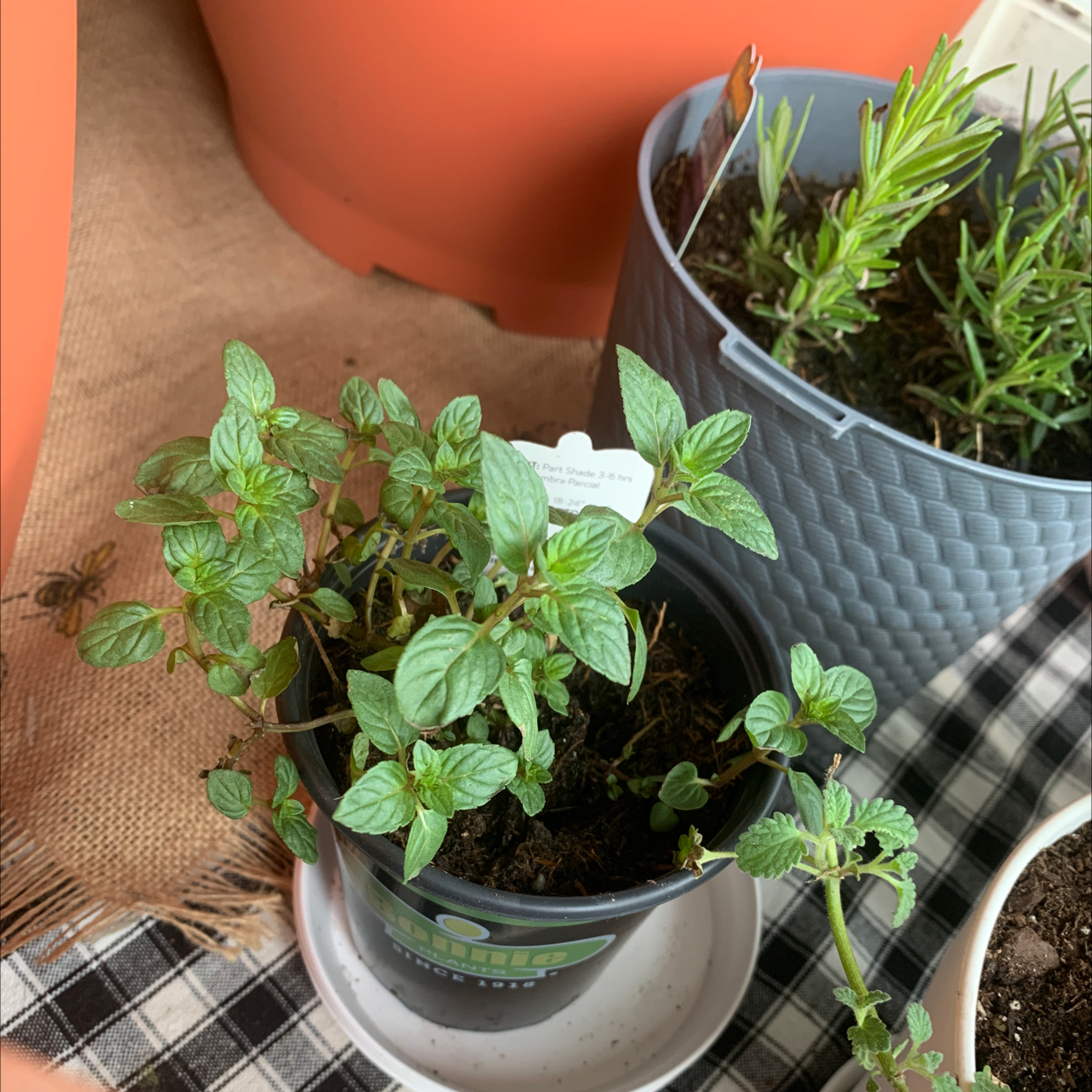 Potted peppermint plant with healthy green leaves, soil visible, and another plant in the background.
