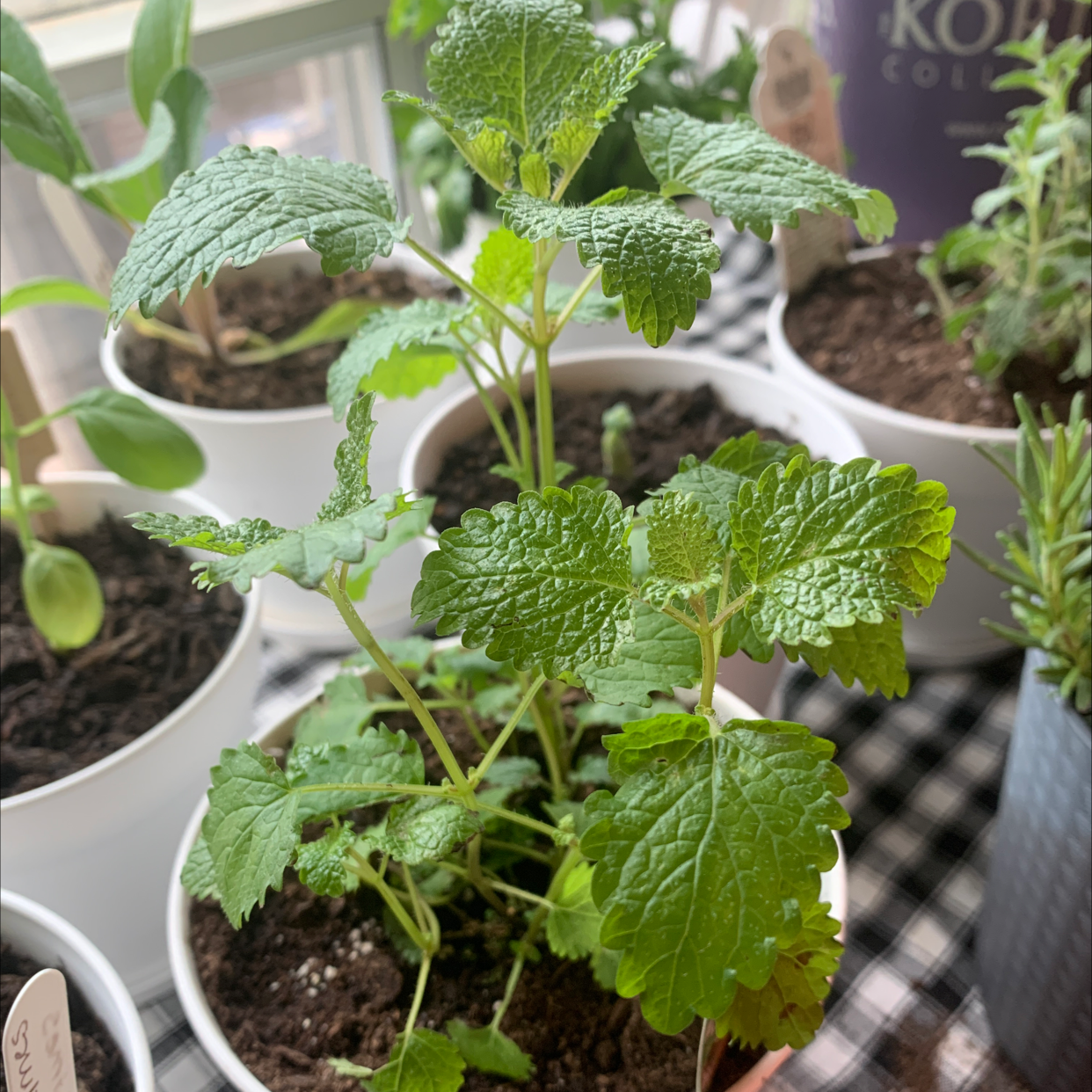 Lemon Balm plant in a white pot with vibrant green leaves, well-framed and in focus.
