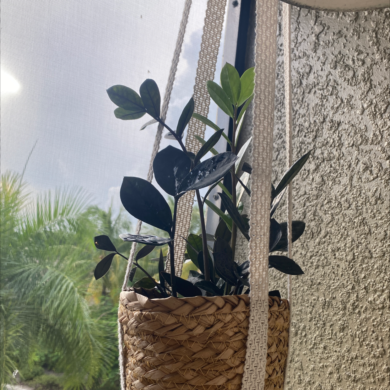 Dwarf ZZ plant in a hanging basket with green, glossy leaves.