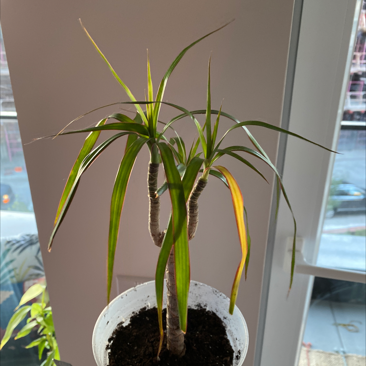 Dracaena 'Ray of Sunshine' plant in a pot with some yellowing and browning leaves.