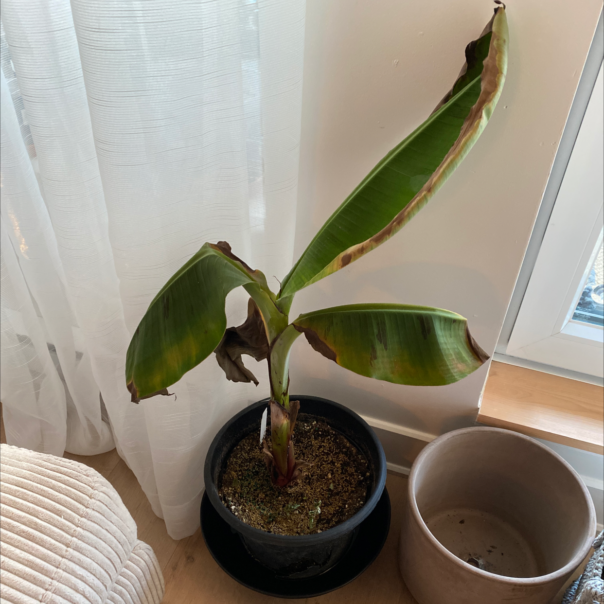 Photo of the plant species Dwarf Banana by @reubix_cube named apple on Greg, the plant care app