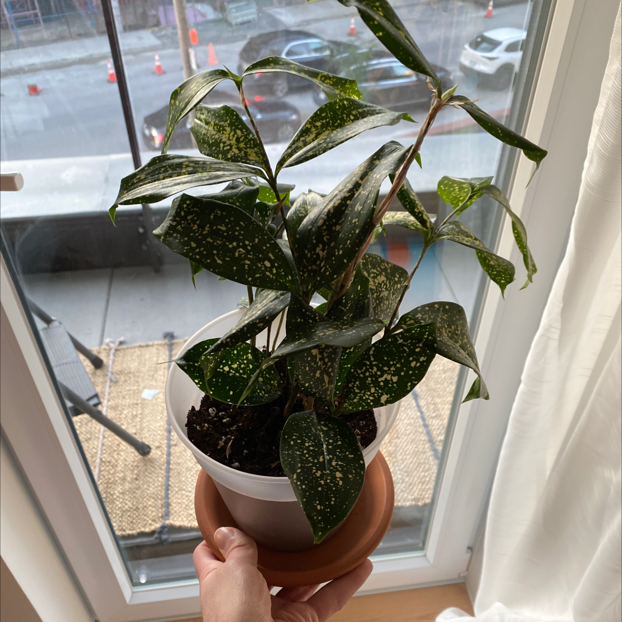 Dracaena 'Florida Beauty' plant in a white pot held by a hand, with green leaves and white speckles.