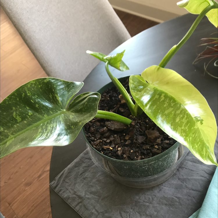 Philodendron 'Jose Buono' plant in a pot with variegated leaves and visible soil.