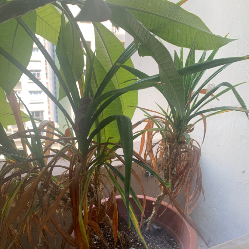 Pandan plant in a pot with some green and some brown, wilted leaves.
