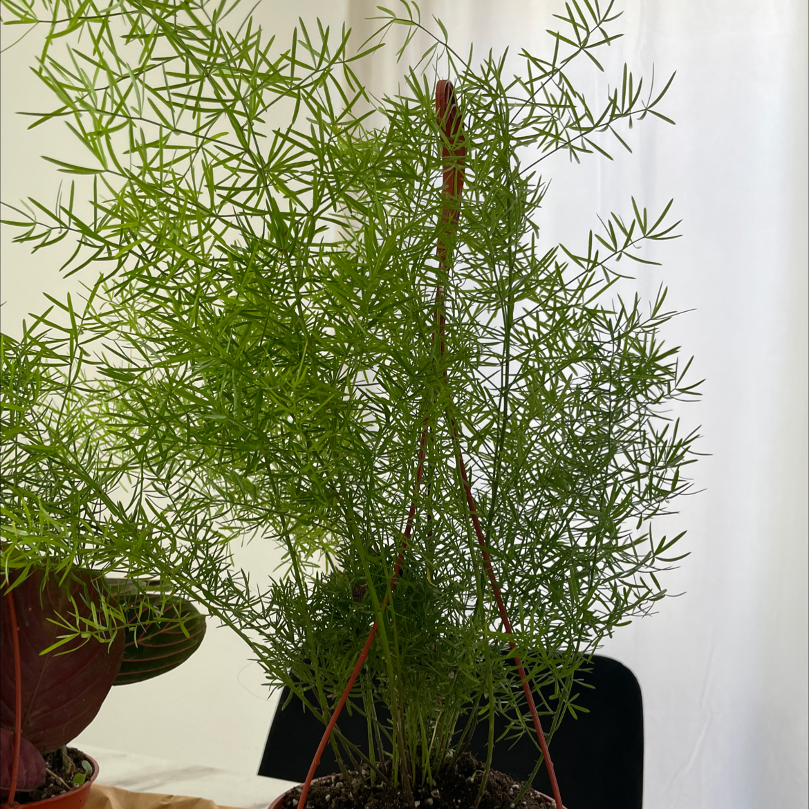 A potted asparagus fern with lush green foliage, showing healthy and vigorous growth in an indoor setting.