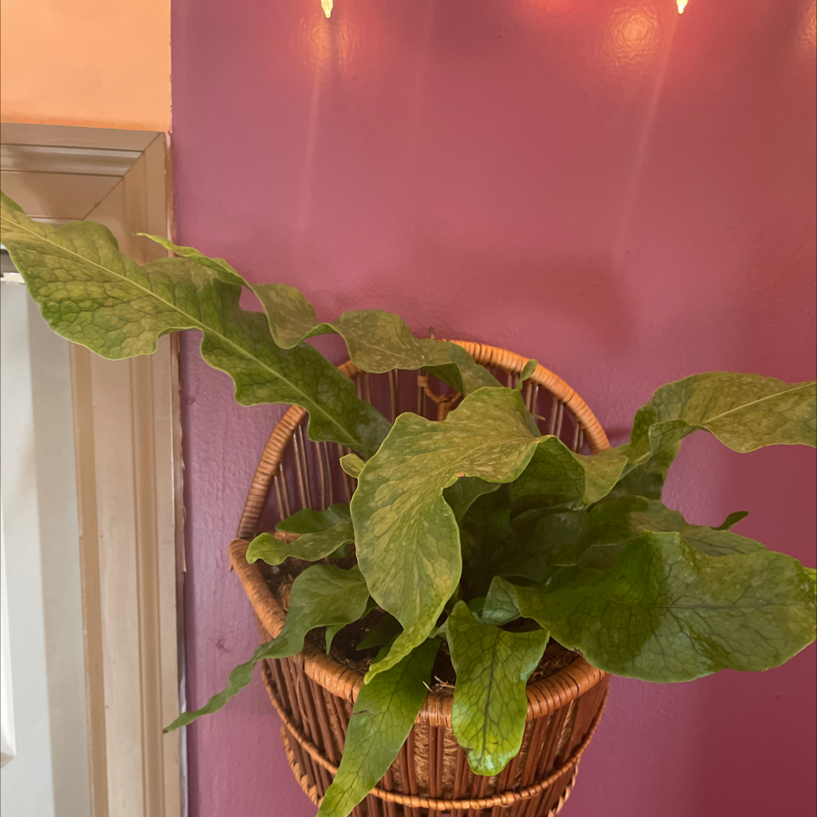 Hart's Tongue Fern in a wicker basket against a purple wall, healthy green leaves.