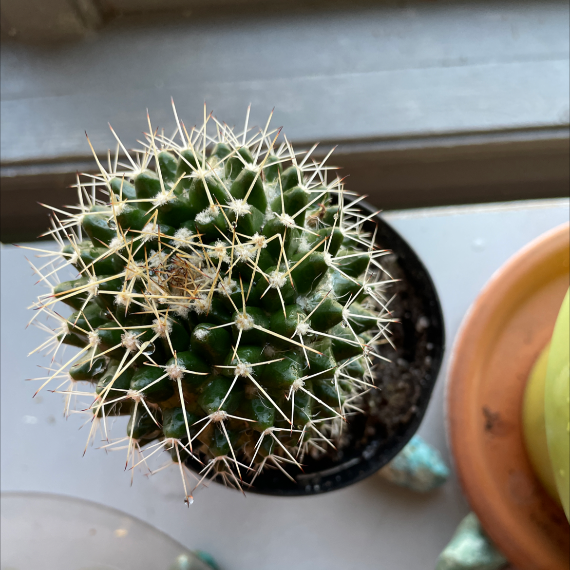 Top view of a healthy Mexican Pincushion cactus in a small pot.