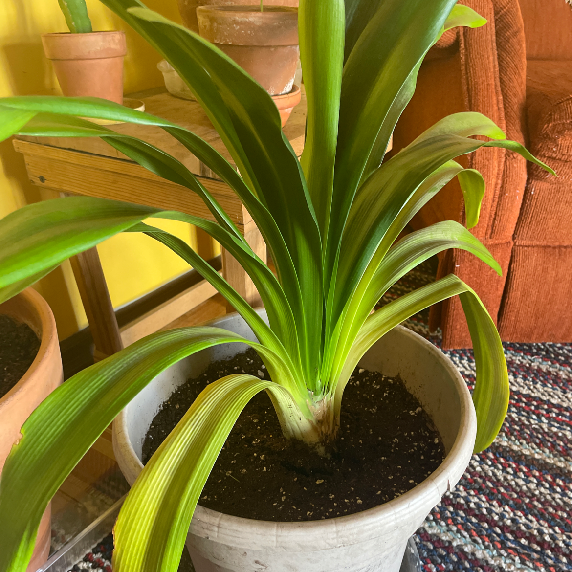 A healthy Bush Lily plant in a pot with visible soil, well-framed and in focus.
