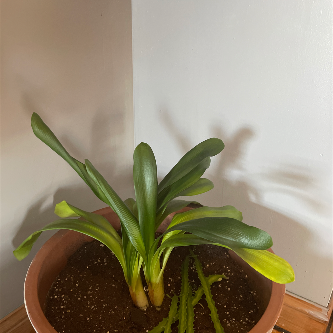 Potted Bush Lily with broad green leaves and some yellowing, placed in a corner.