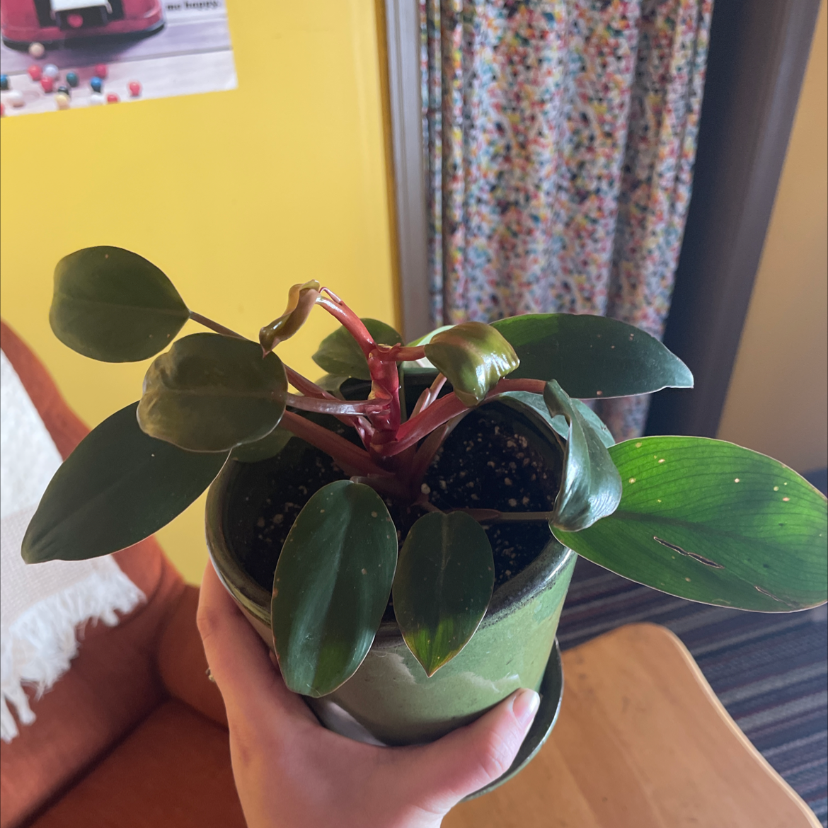 Philodendron 'Red Congo' plant in a pot held by a hand, with visible soil and minor leaf browning.