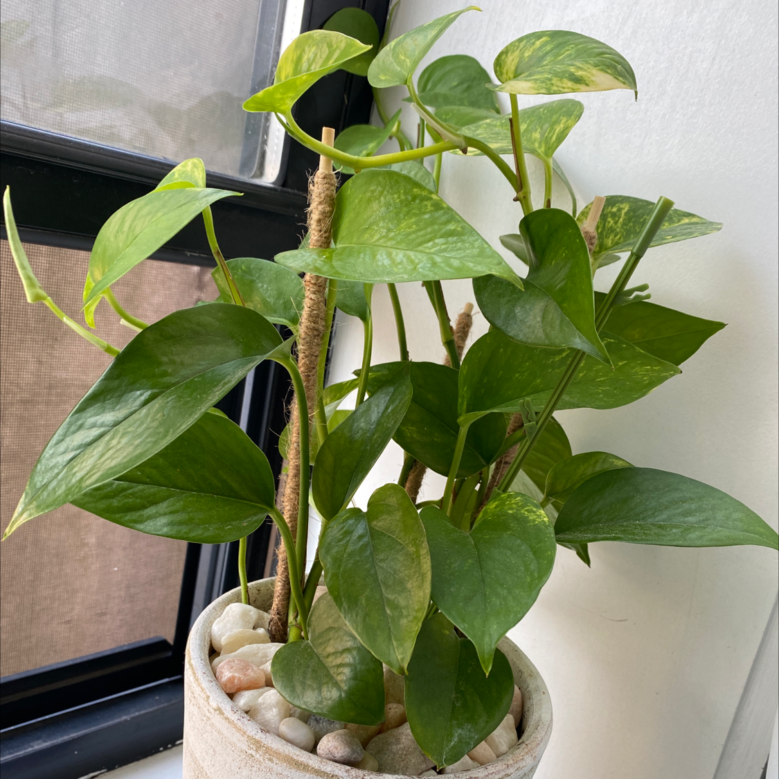 Taro Vine plant photo by Jairo named Renny on Greg, the plant care app.