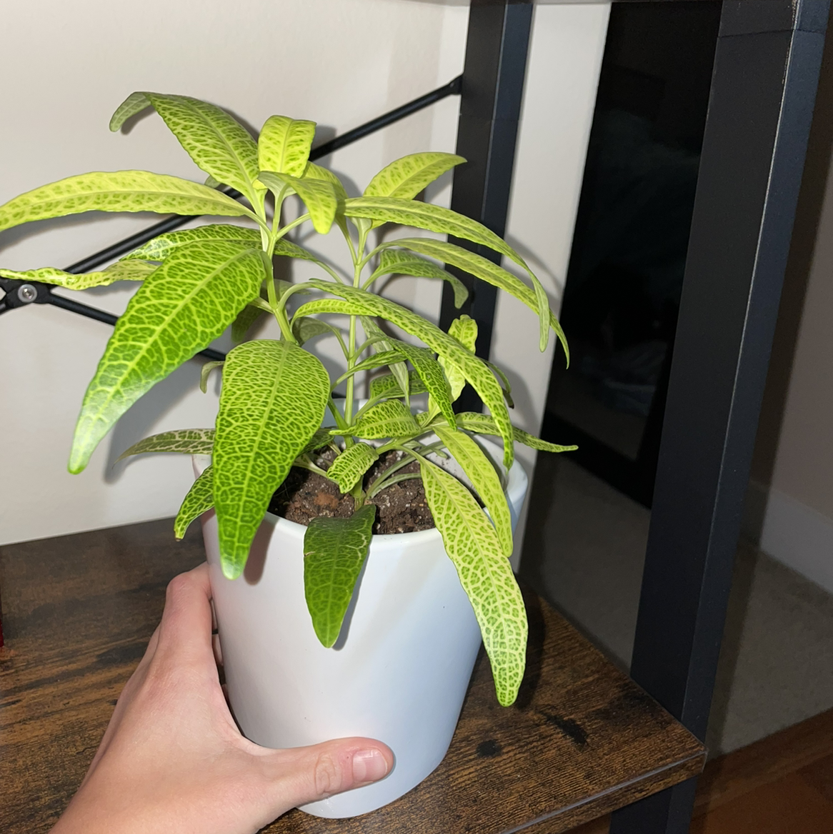 Photo of the plant species Variegated False Eranthemum by Samantha named Planty on Greg, the plant care app